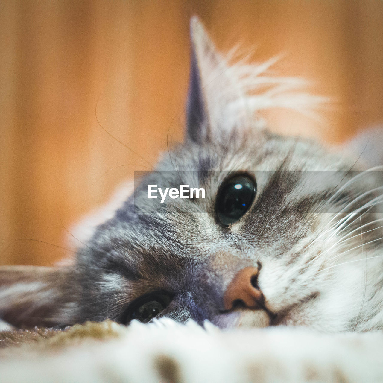 Close-up portrait of cat lying on bed