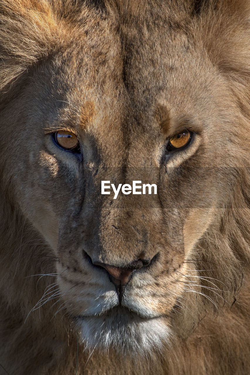 Close-up portrait of lion