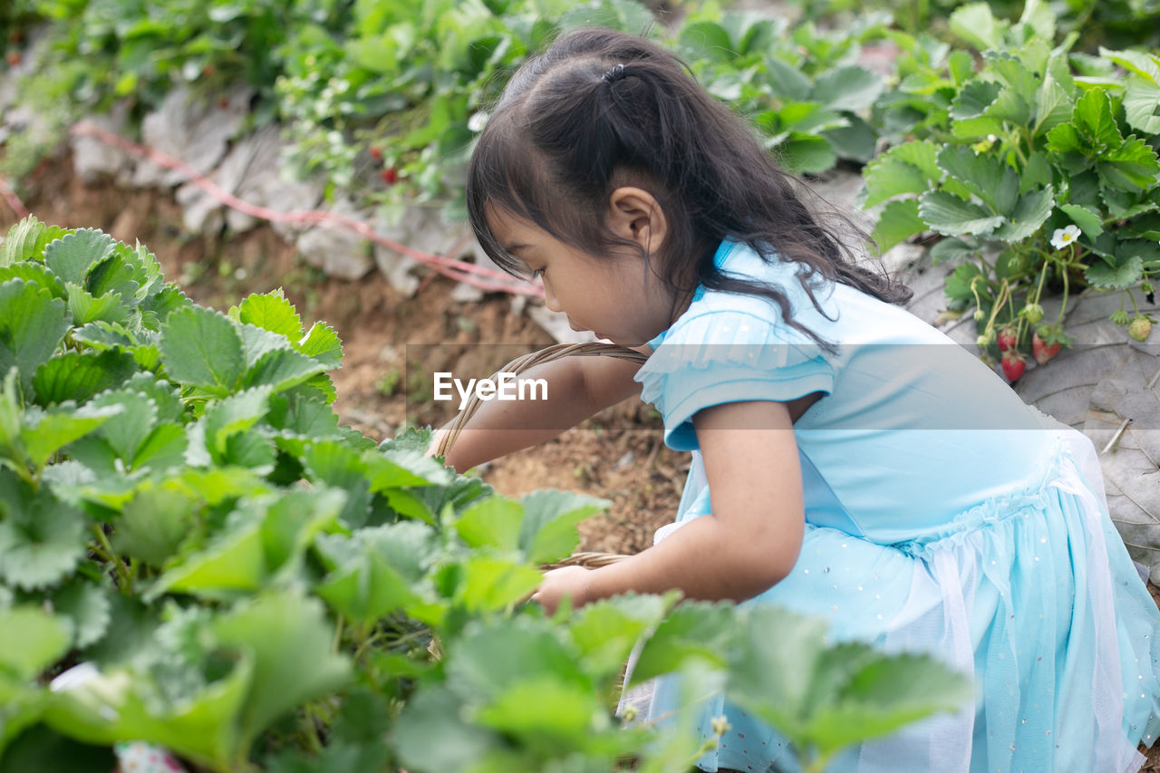 child, childhood, growth, women, female, green, plant, one person, nature, food, agriculture, garden, food and drink, gardening, flower, hairstyle, lifestyles, side view, cute, outdoors, freshness, healthy eating, casual clothing, picking, looking, day, holding, vegetable garden, vegetable, summer, innocence, environmental conservation, selective focus, leaf, environment, land, long hair, brown hair, plant part, wellbeing, organic, person, smiling, adult, crop, leisure activity, happiness, landscape, fruit, rural scene, field, standing, crouching, black hair
