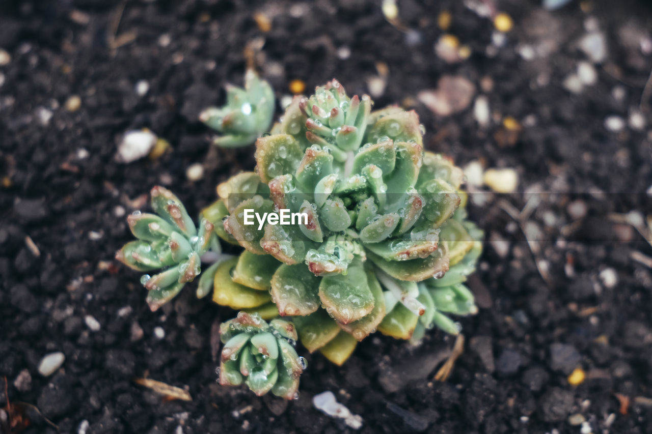 green, growth, plant, nature, leaf, flower, soil, high angle view, no people, day, beauty in nature, land, close-up, field, outdoors, plant part, food, food and drink, macro photography, dirt, focus on foreground, freshness, succulent plant, vegetable, botany, wildflower