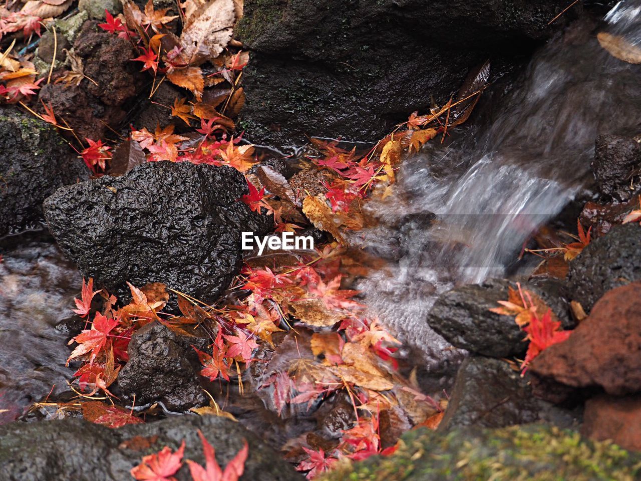 High angle view of autumn leaves on stream