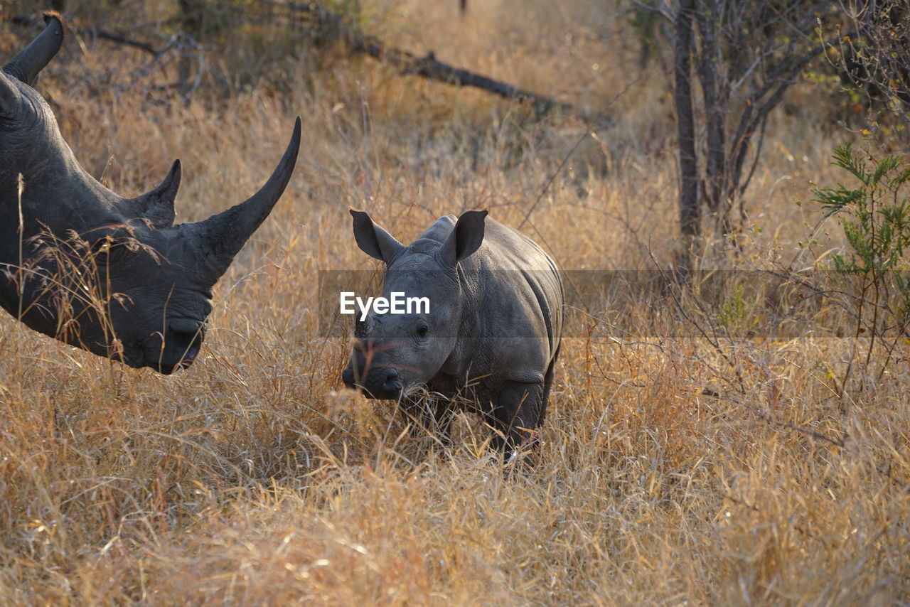 View of rhinozeros with baby on field