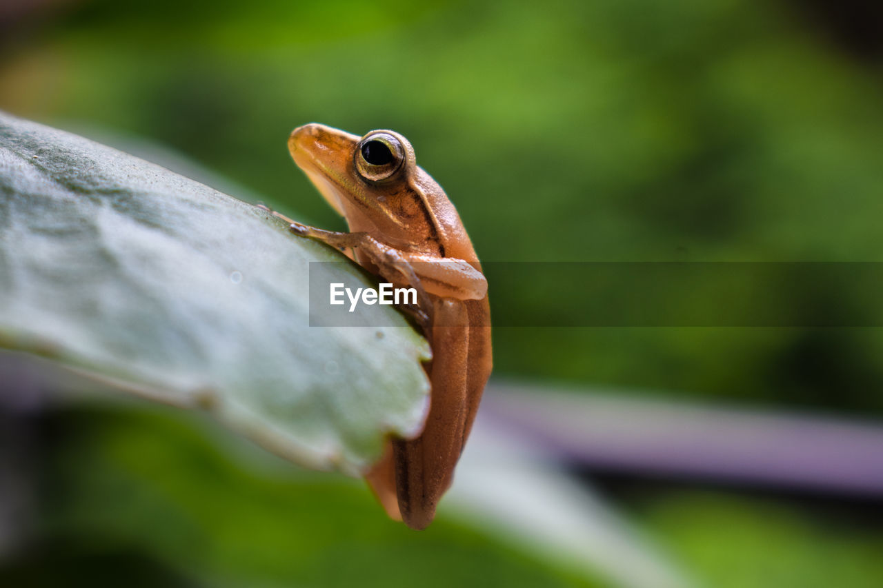 Close-up of frog on leaf