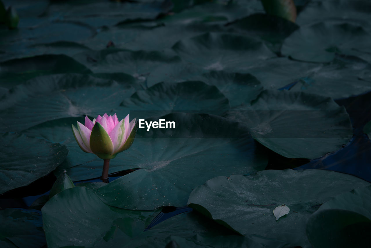 Water lily blooming amidst leaves in lake