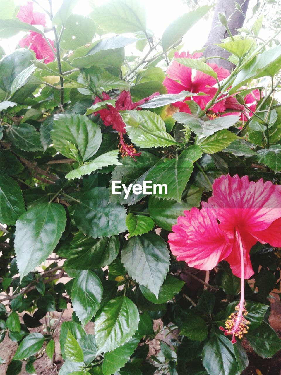 CLOSE-UP OF PINK FLOWER PLANT