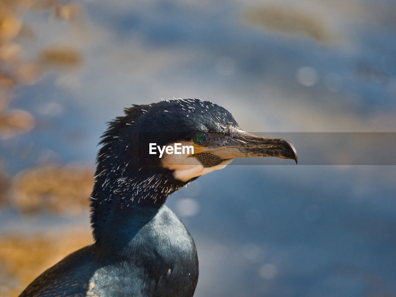 Close-up of a bird against the lake