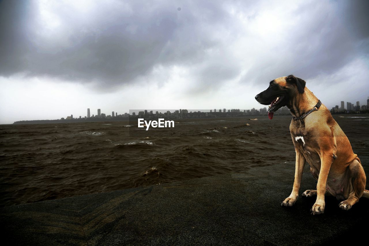 DOG STANDING ON LANDSCAPE AGAINST CLOUDY SKY