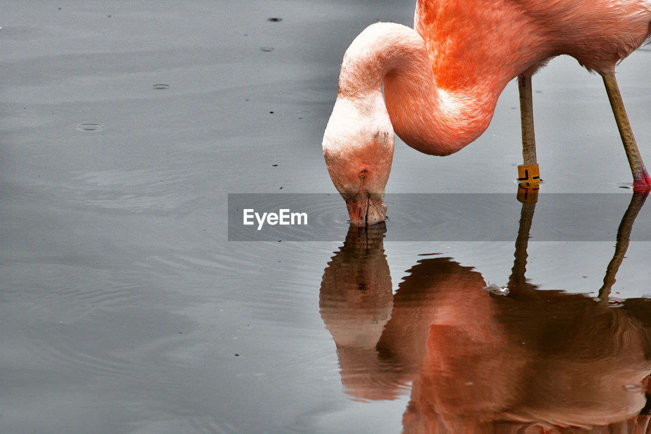 CLOSE-UP OF DUCK DRINKING WATER IN LAKE