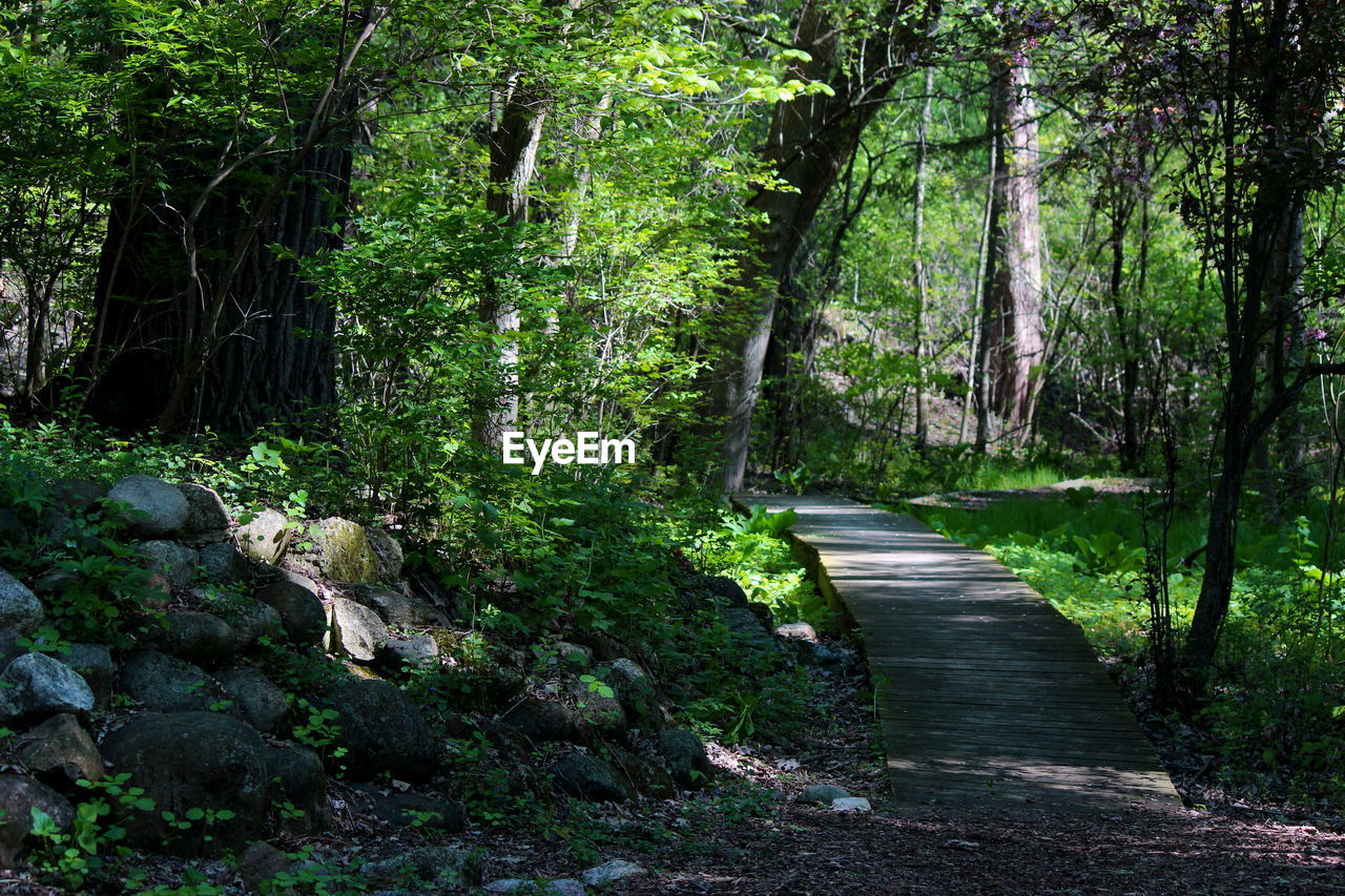 Empty boardwalk amidst trees at forest