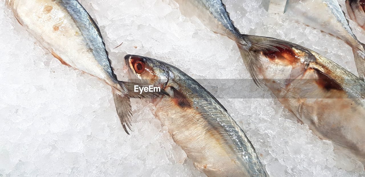 High angle view of fish for sale in market