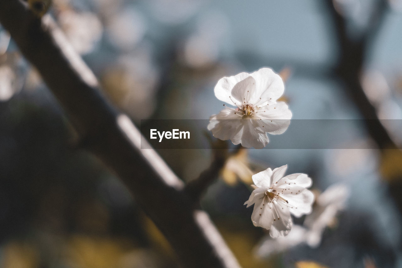 Low angle view of cherry blossoms against sky