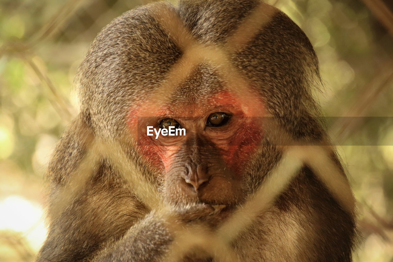 Close-up of macaque monkey in a cage