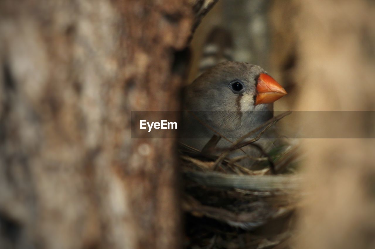 CLOSE-UP OF A BIRD IN NEST