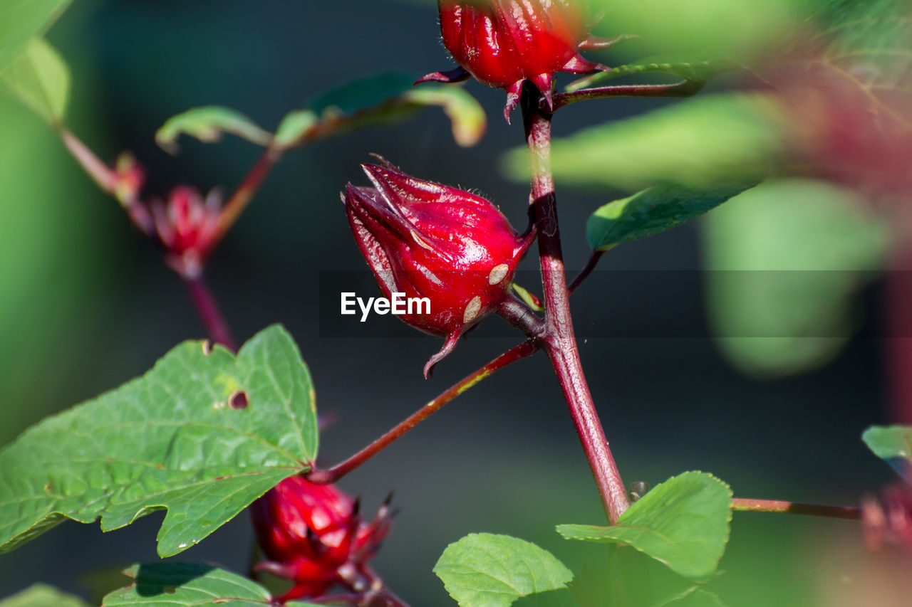 CLOSE-UP OF RED BERRIES ON LEAF