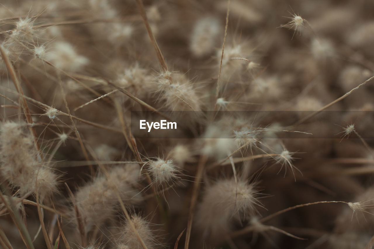 Close-up of dandelion against plants