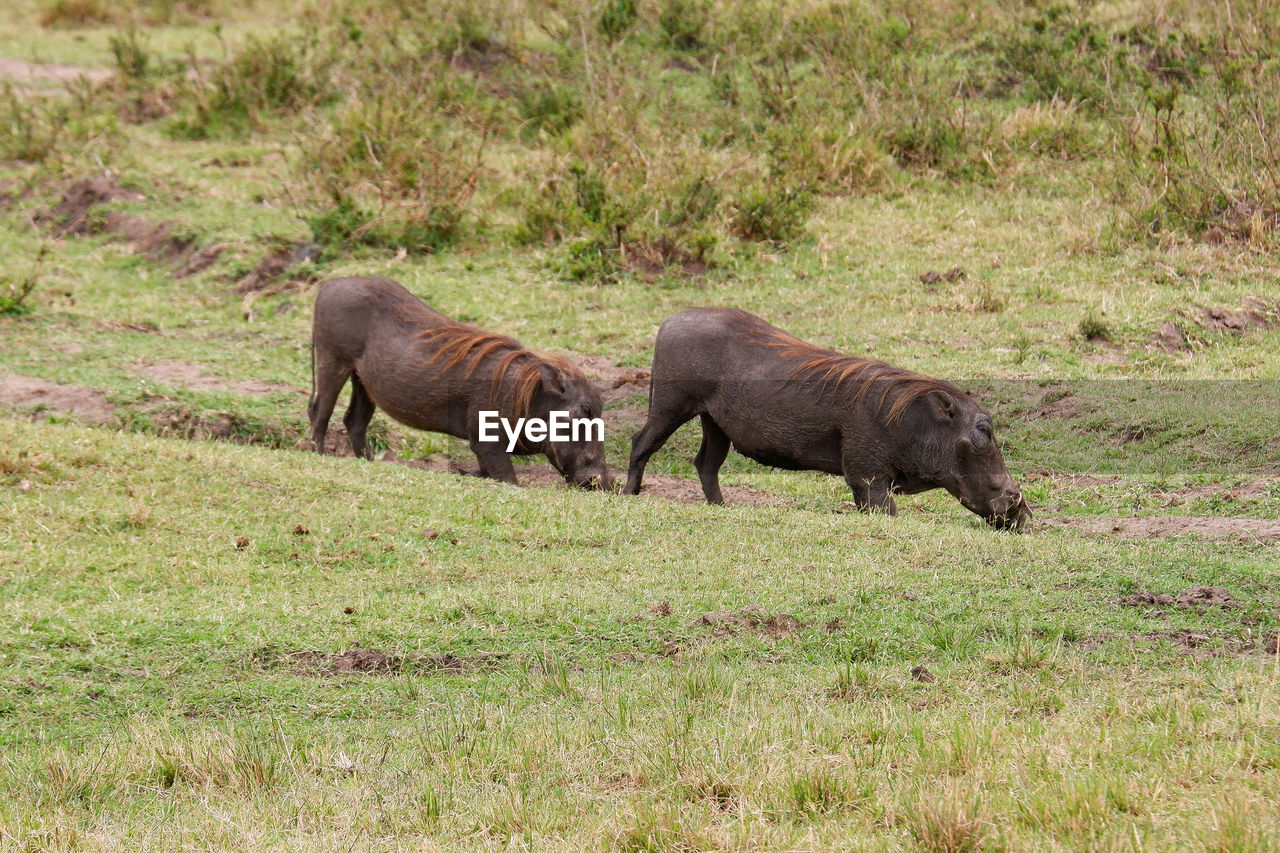 animal themes, animal, mammal, animal wildlife, wildlife, grass, plant, group of animals, no people, grazing, warthog, nature, field, grassland, safari, day, two animals, land, outdoors, young animal, pasture, domestic animals, savanna, side view