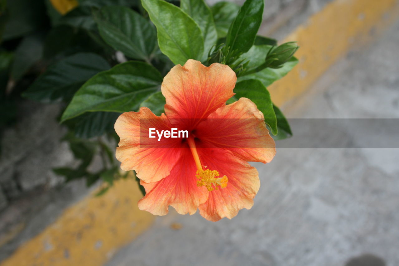 Close-up of flower blooming outdoors