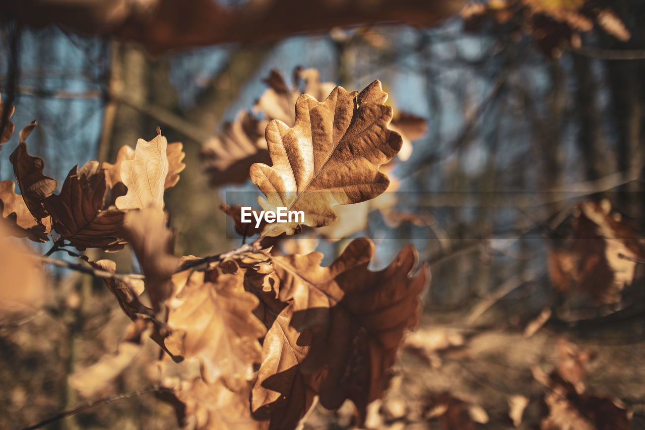 Close-up of dried leaves on plant