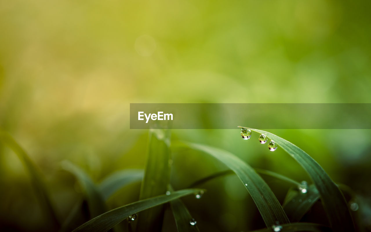 plant, green, grass, wet, drop, nature, dew, water, moisture, beauty in nature, leaf, growth, close-up, plant part, sunlight, macro photography, flower, environment, freshness, rain, no people, selective focus, fragility, outdoors, blade of grass, land, focus on foreground, springtime, summer, flowering plant, tranquility, day, plant stem, yellow, macro, environmental conservation, field, meadow, animal wildlife, plain, defocused, forest