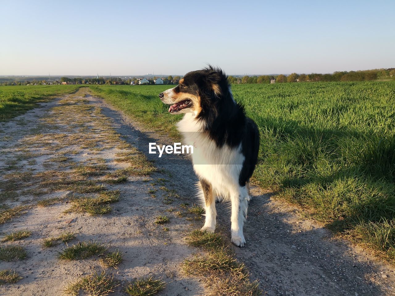 Dog on road amidst field against sky