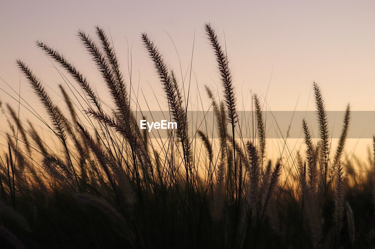 CLOSE-UP OF STALKS AGAINST SUNSET