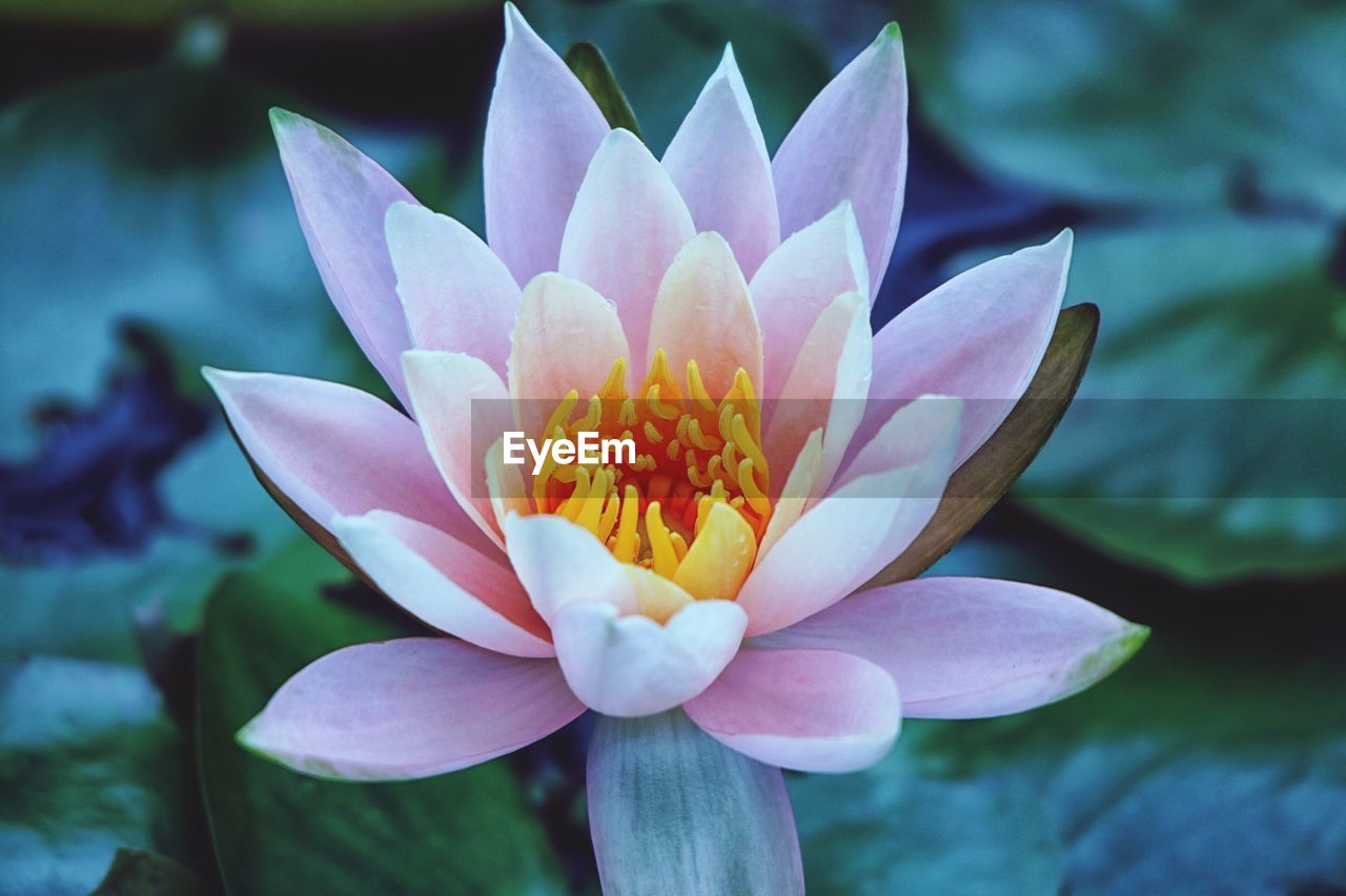 Close-up of lotus water lily