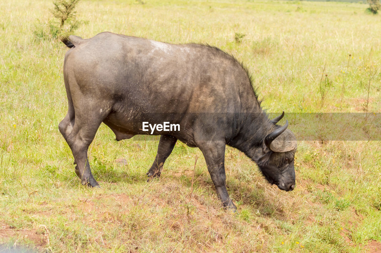 VIEW OF HORSE GRAZING IN FIELD