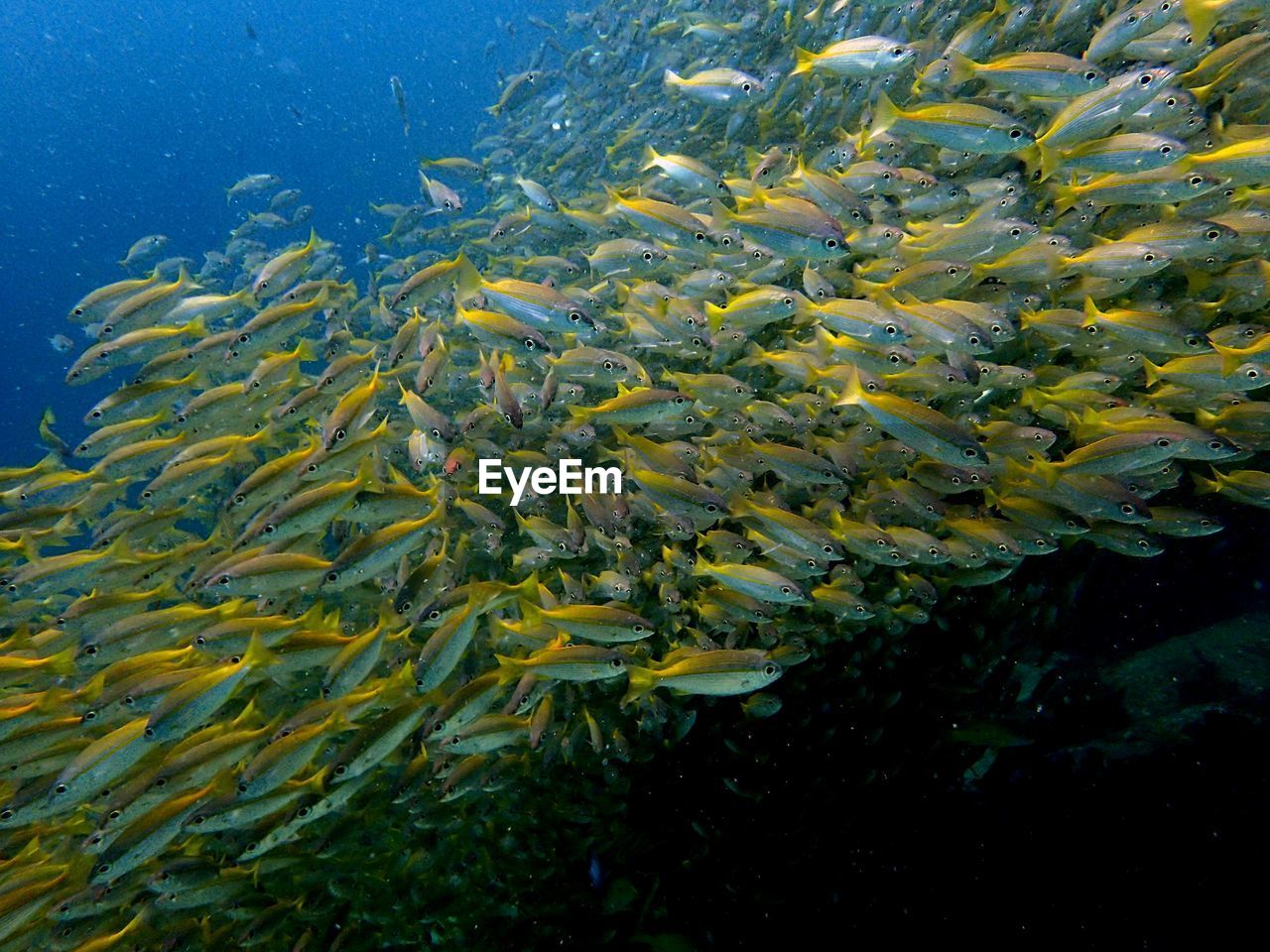 School of fish swimming in sea