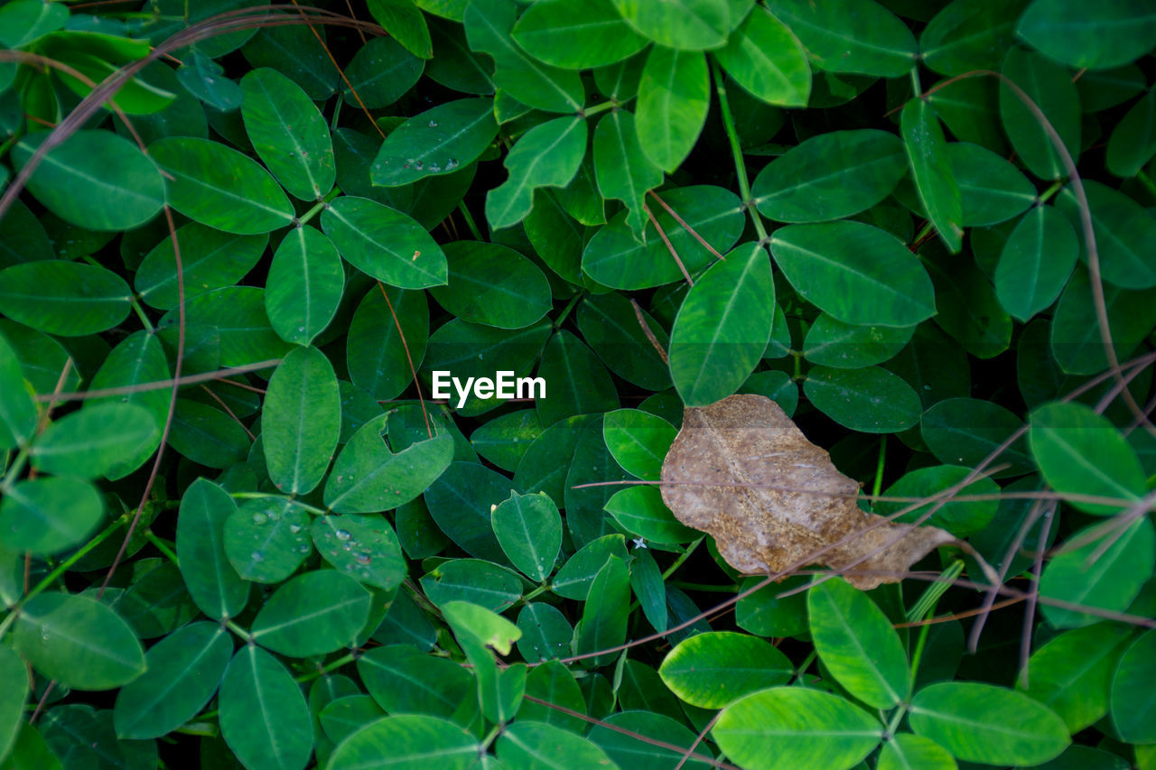 High angle view of leaves