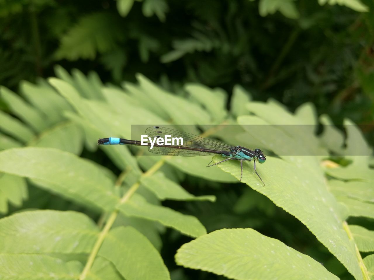 CLOSE-UP OF DAMSELFLY ON LEAF