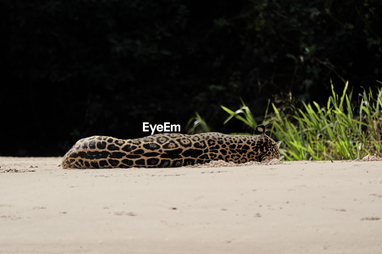 Jaguar, panthera onca, lying on a sand bank on cuiaba river in the pantanal, brazil