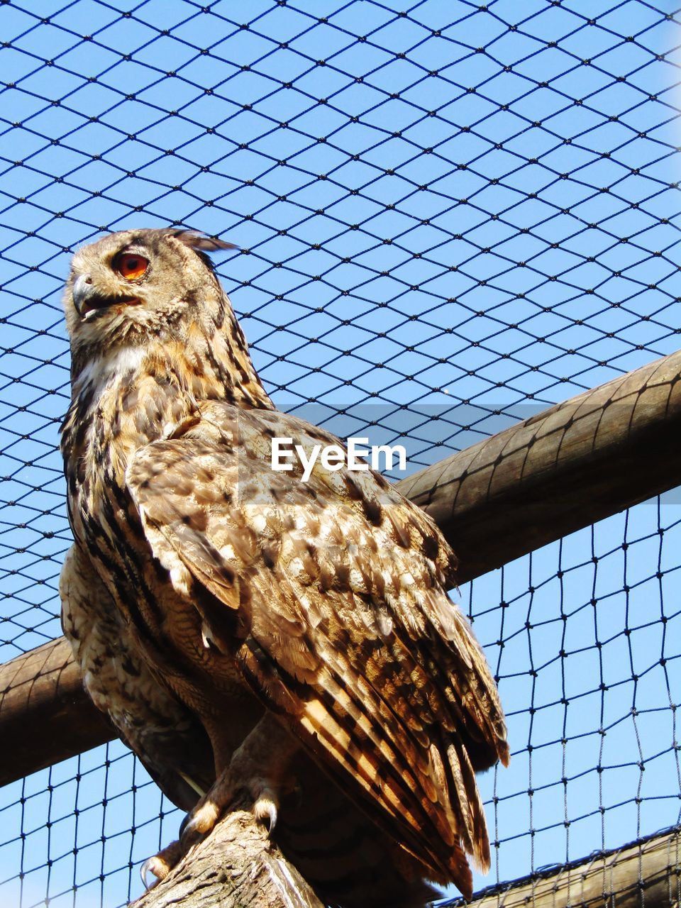 Perched owl in captivity