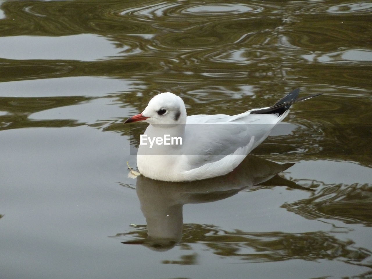 DUCK SWIMMING IN A LAKE