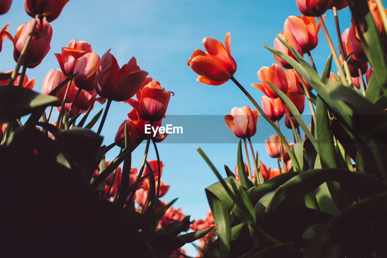 plant, flower, flowering plant, red, beauty in nature, nature, growth, freshness, sky, leaf, petal, plant part, no people, close-up, flower head, inflorescence, fragility, outdoors, tulip, land, springtime, field, sunlight, day, blossom, landscape, low angle view, cloud, blue, botany