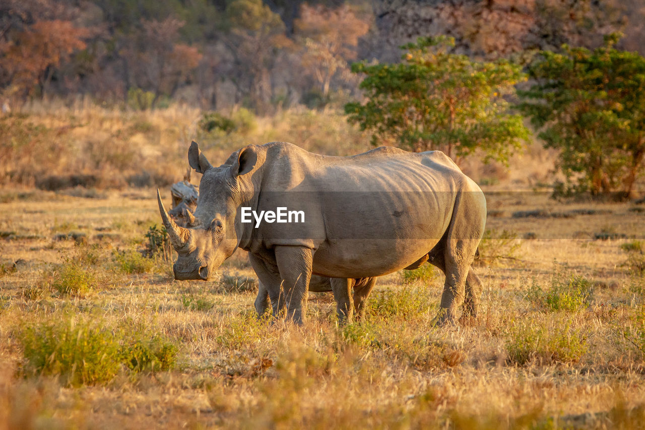 SIDE VIEW OF ELEPHANT WALKING