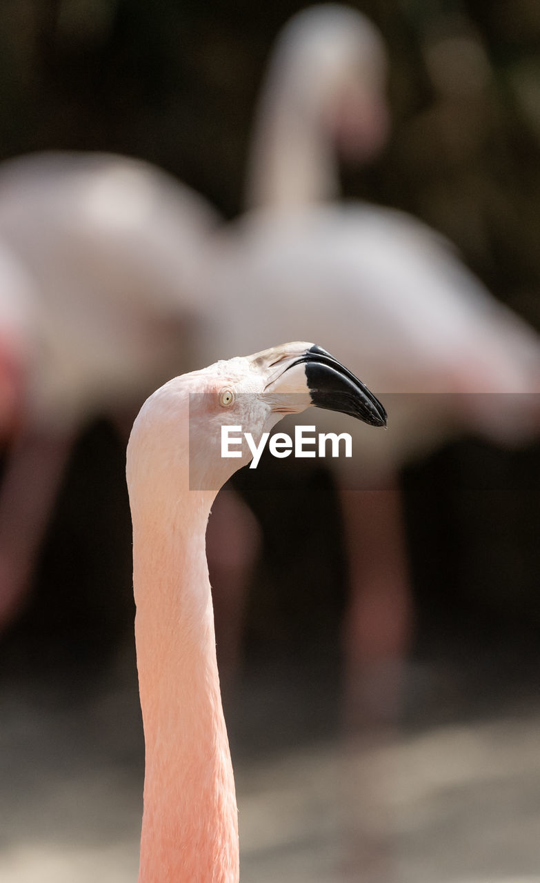 View of the neck and head of a flamingo, scientific name phoenicopteridae,