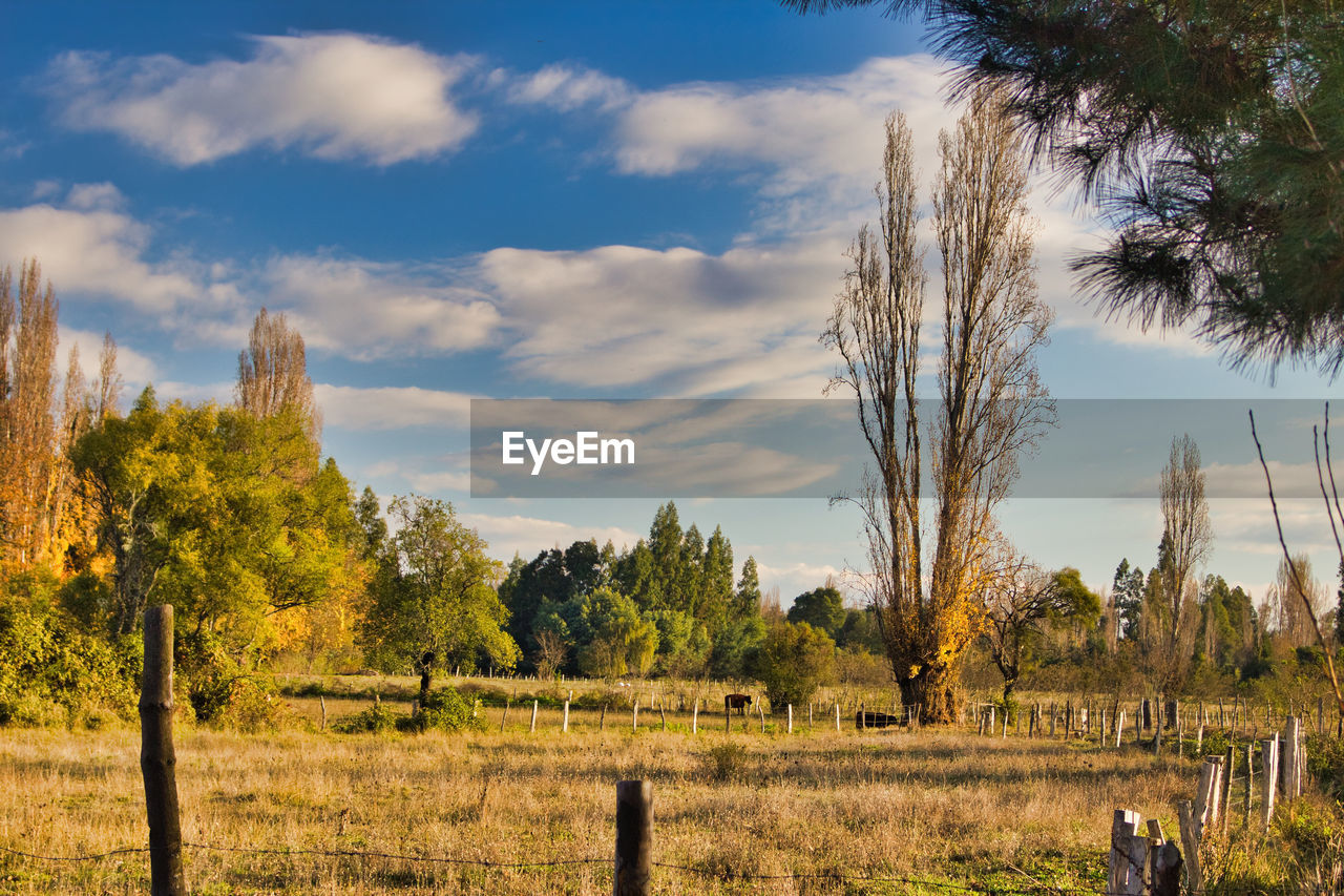 Trees on field against sky