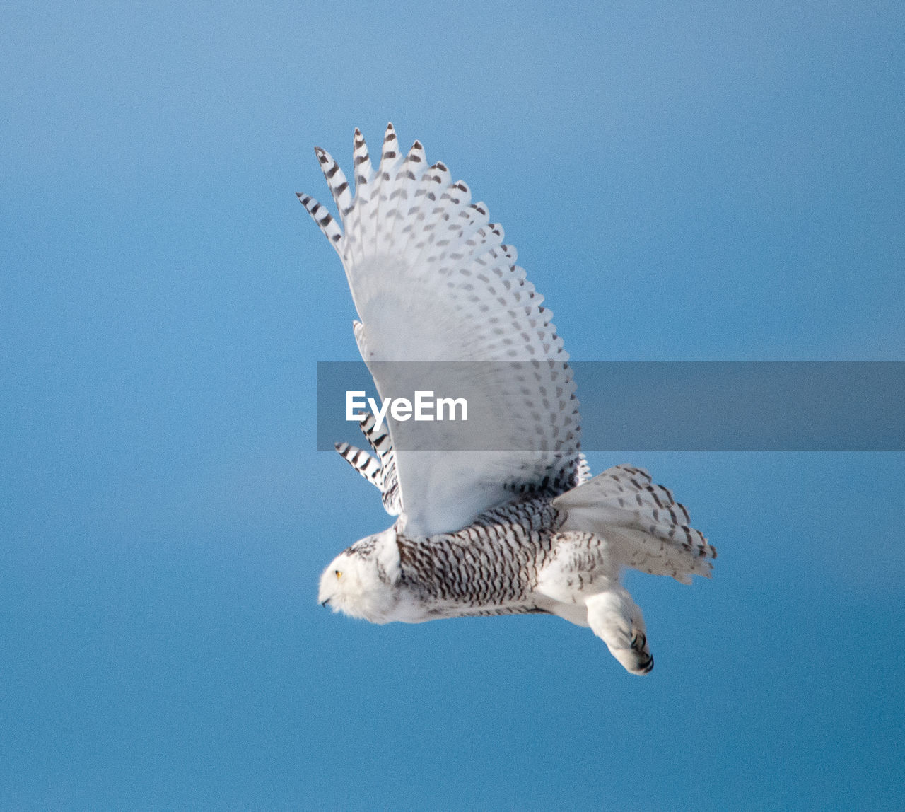 LOW ANGLE VIEW OF EAGLE FLYING AGAINST CLEAR SKY