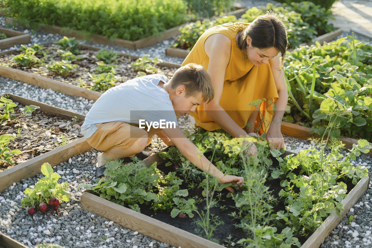 Mother and son harvesting beet together in vegetable garden