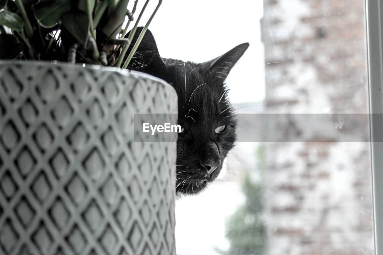 Close-up of cat looking away