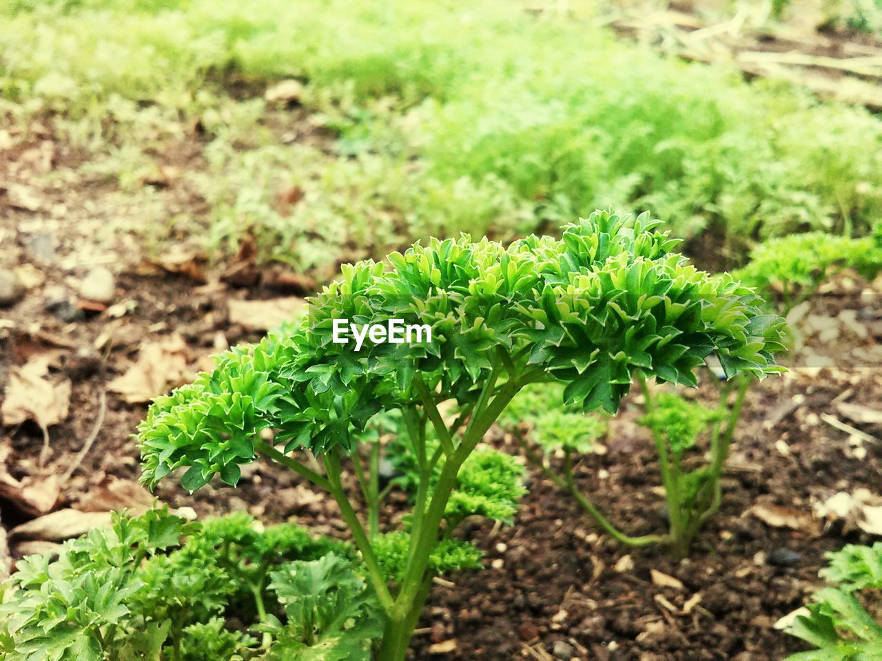 CLOSE-UP OF PLANTS