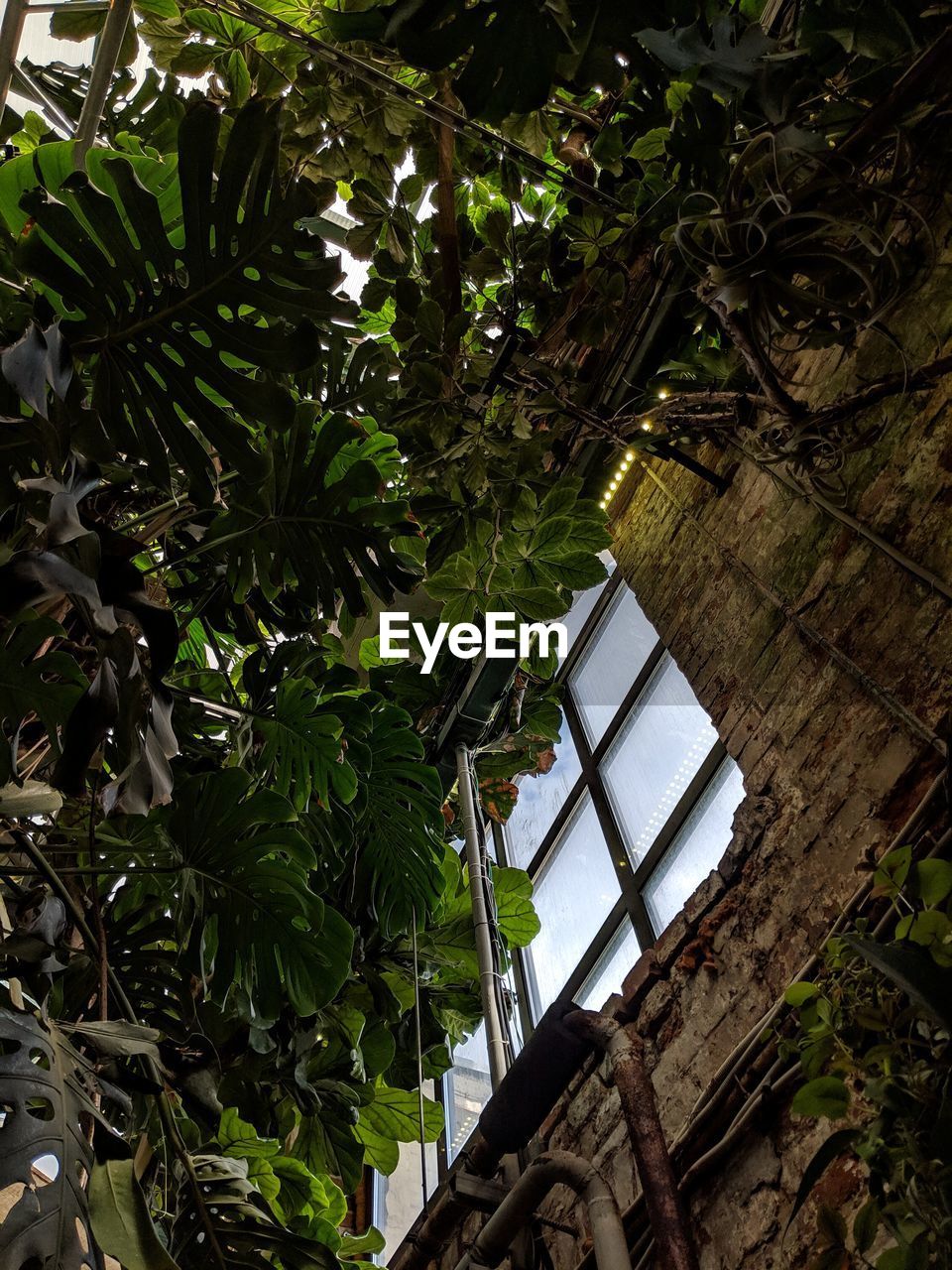 Low angle view of trees and plants against building