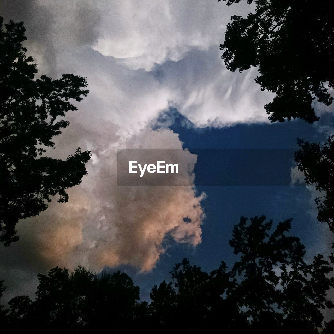 LOW ANGLE VIEW OF TREE AGAINST CLOUDY SKY