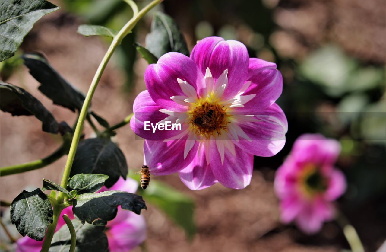 CLOSE-UP OF PINK FLOWER