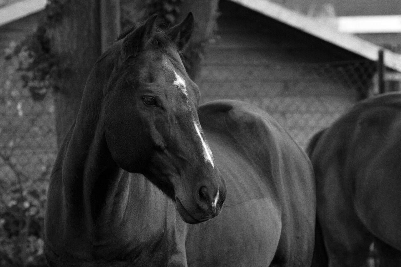 Close-up of a black horse