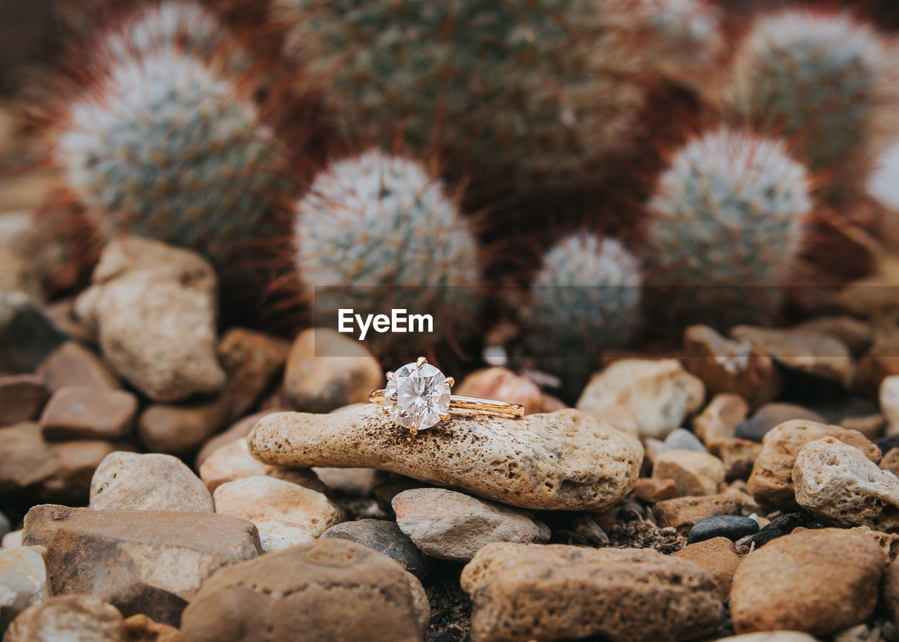 Close-up of ring on pebble against cactus