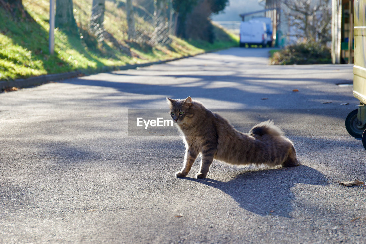 VIEW OF A CAT ON STREET