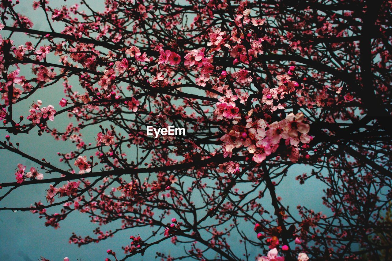 LOW ANGLE VIEW OF PINK BLOSSOMS ON TREE