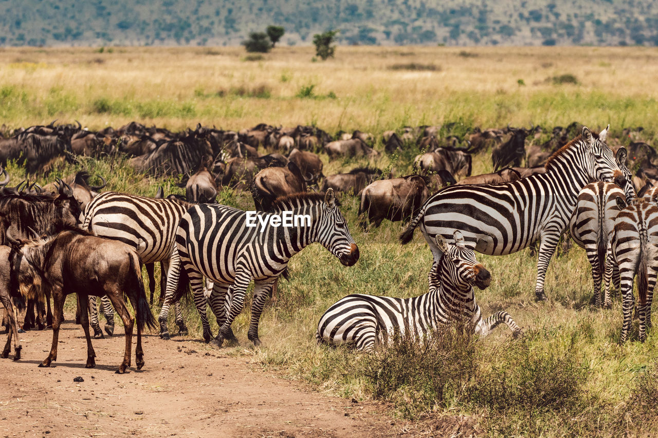 Zebras and wildebeest on a field