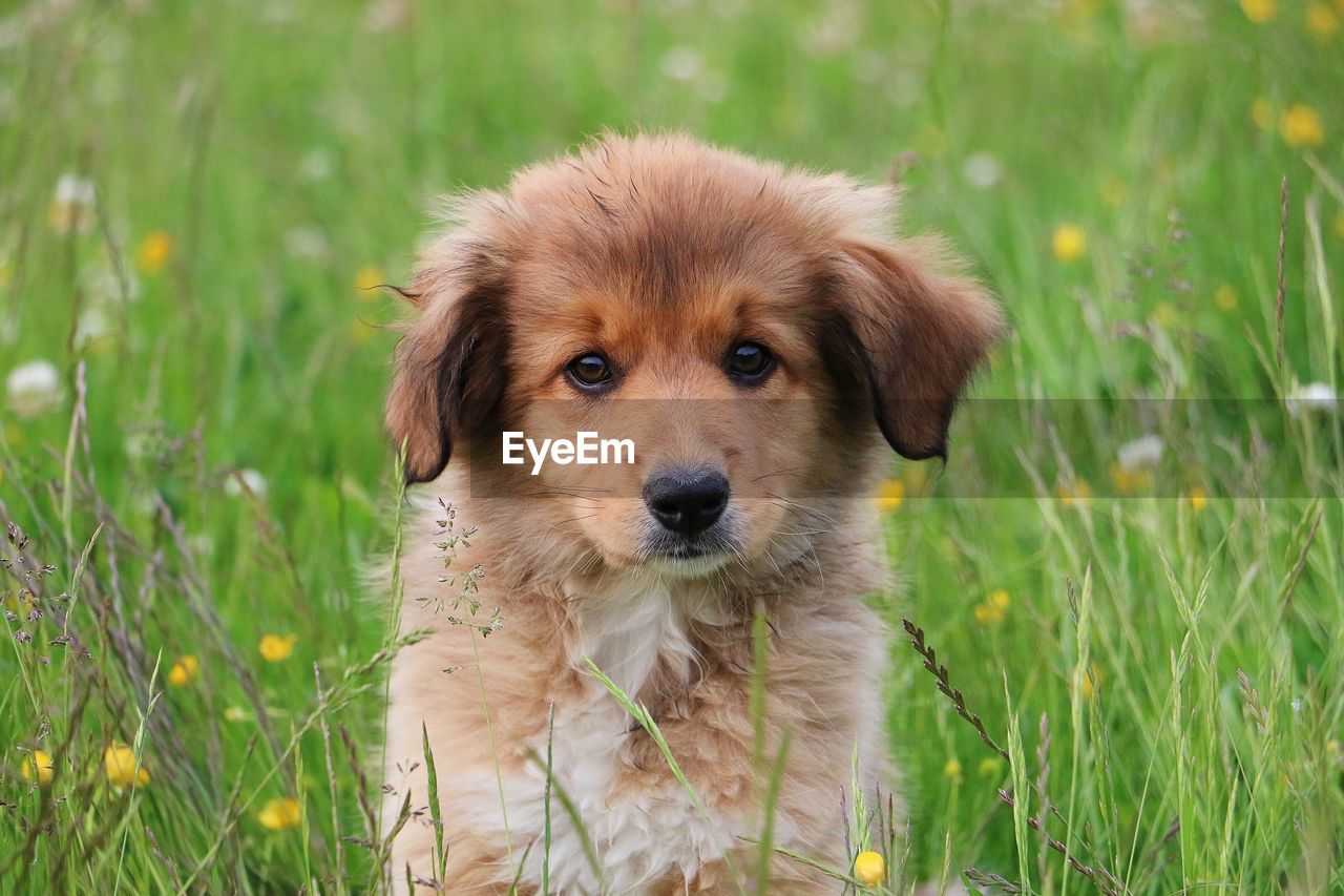 Close-up portrait of puppy on grass